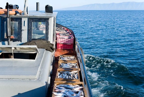 漁業業界のM&A動向